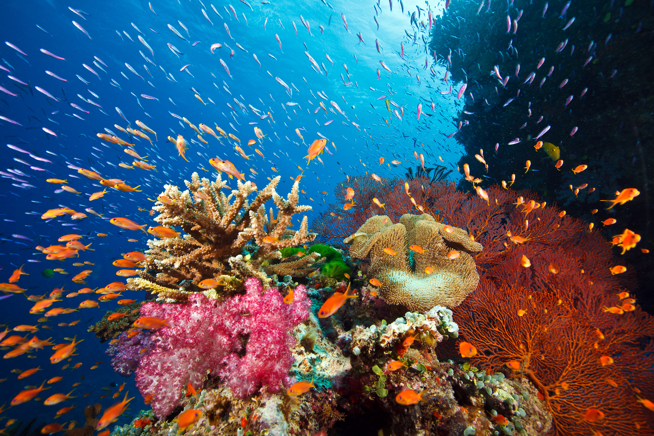 Морской риф в Фиджи